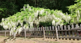 210418_White wisteria-2.JPG
